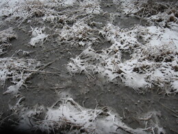 �����������, 18 ������ 2009