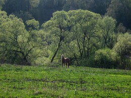 �����������, 10 ��� 2009