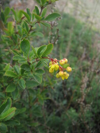 ������������, 12 ���� 2009