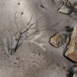 ������������ ������, 16 ���� 2009