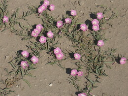 ������������ ������, 20 ���� 2009