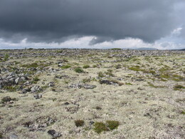 ����-������� ������, 26 ���� 2009