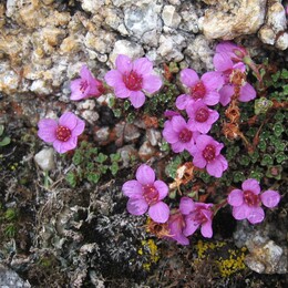 ����-������� ������, 29 ���� 2009