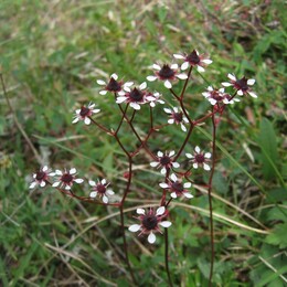 ����-������� ������, 29 ���� 2009