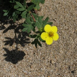 ����-������� ������, 2 ������� 2009