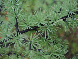 ������-������� ������, 3 ������� 2009