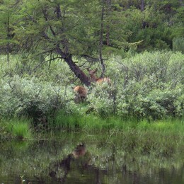 ������-������� ������, 3 ������� 2009