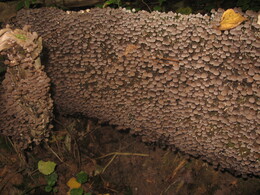 �����������, 5 �������� 2009