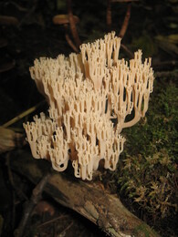 �����������, 6 �������� 2009