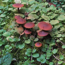 �����������, 6 �������� 2009