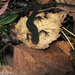 �����������, 26 �������� 2009