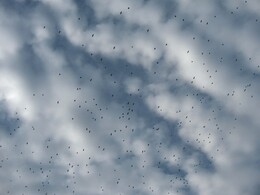 ����������� �������, 17 ������� 2009