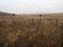 ����������� �������, 17 ������� 2009