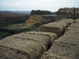 ����������� �������, 17 ������� 2009