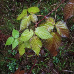 �����������, 14 ������ 2009