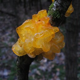 �����������, 6 ������� 2009