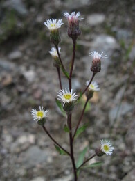 �����, 1 ������� 2010