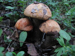 �����, 3 ������� 2010