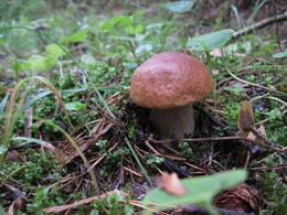 �����������, 29 ������� 2010