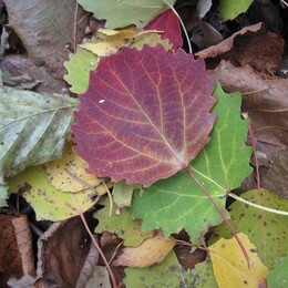 �����������, 17 ������� 2010