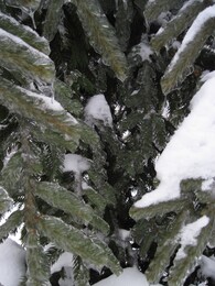 ����������� �������� ����� � �����������, 15 ������ 2011