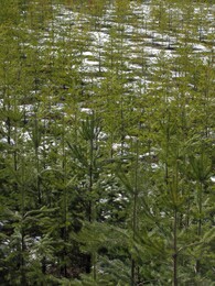 �����������, 16 ������ 2011