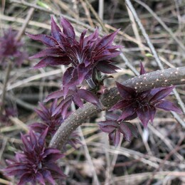 �����������, 1 ��� 2011