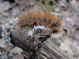 ����������� �������, 7 ��� 2011