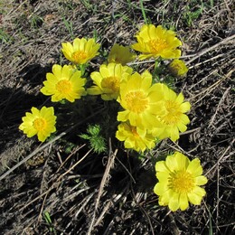 ����������� �������, 8 ��� 2011