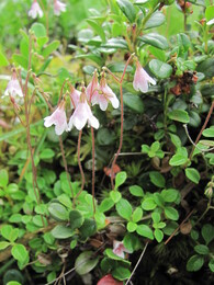 ������ �������, �����, 8 ���� 2011