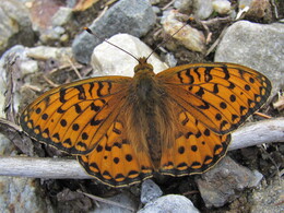 �����, 8 ���� 2011