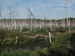 �����������, 13 ������� 2011