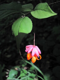 ���������, �����������, 27 ������� 2011