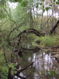 �����������, 1 ������� 2011