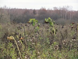 �����������, 5 ������ 2011