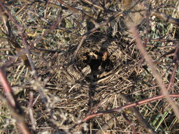 ������, �����������, 6 ������ 2011