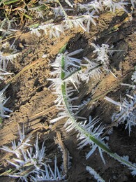 �����������, 6 ������ 2011