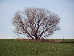 �����������, 6 ������ 2011