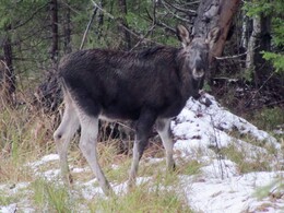 �����������, 26 ������ 2011