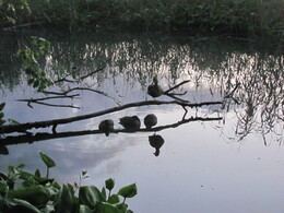 �����, ���������, 28 ���� 2012