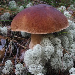 ���������, 16 �������� 2012