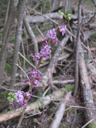 ������ ����, ���������, 5 ��� 2013