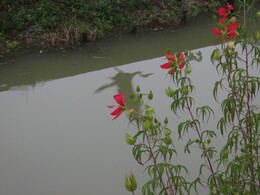 Matsue, ������, 1 ������� 2013