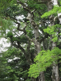 Matsue, ������, 3 ������� 2013