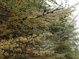 �������� ���������, 4 ������� 2013