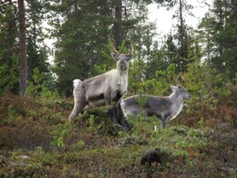 �����, �������� ���������, 6 ������� 2013