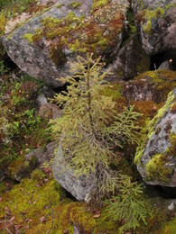 �������� ���������, 7 ������� 2013