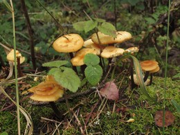 �����������, 26 ������� 2013