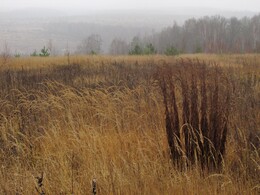 �����������, 3 ������ 2013