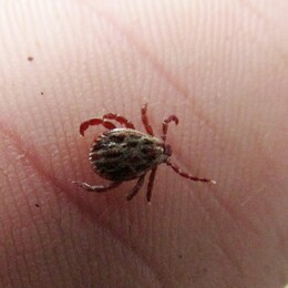 �����������, 3 ������ 2013